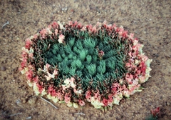 Lechenaultia macrantha