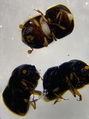 Cnestus mutilatus