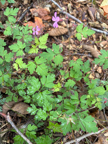 Herb Robert photograph by the iNaturalist community