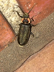 Atalantycha dentigera