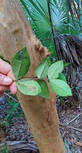 Myrcianthes fragrans, 2026-10-23