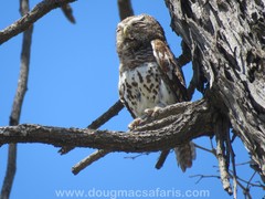 Glaucidium capense