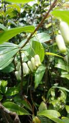 Polygonatum arisanense
