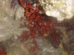 Watersipora subtorquata