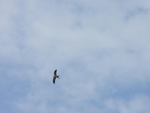 Swallow-tailed Kite