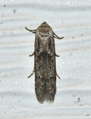 Hypatopa punctiferella