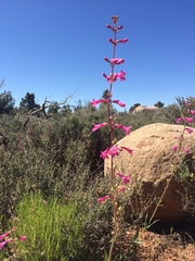 Penstemon utahensis