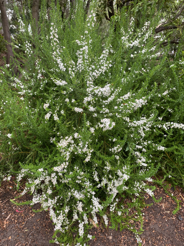 Olearia ramulosa, 2026-10-24