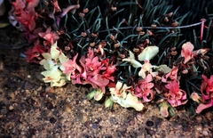 Lechenaultia macrantha