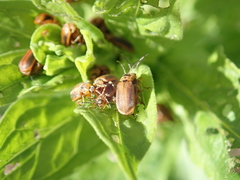 Galerucella calmariensis