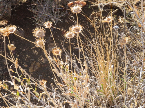 Xylorhiza tortifolia observed 2026-10-23