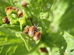 Galerucella calmariensis