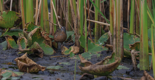 Virginia Rail