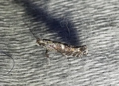 Gracillaria syringella