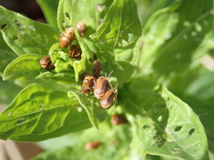 Galerucella calmariensis