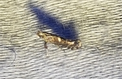 Gracillaria syringella