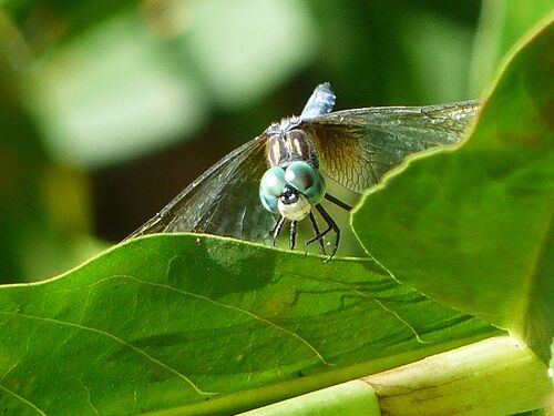 Blue Dasher photograph by the iNaturalist community