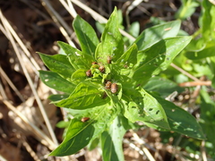 Galerucella calmariensis