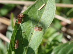 Galerucella calmariensis