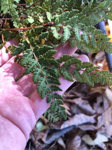 Woodsia ilvensis observed 2026-10-23