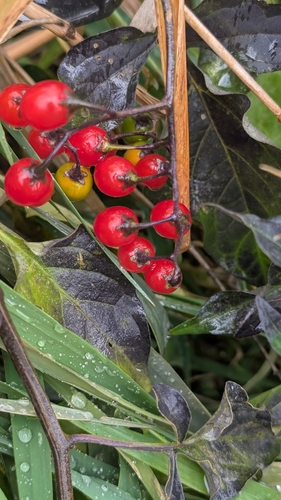bittersweet nightshade photograph by the iNaturalist community