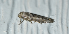Hypatopa punctiferella