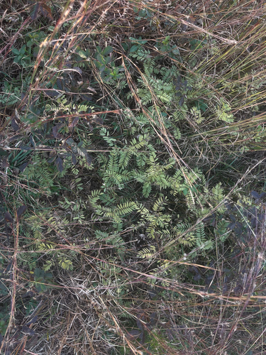 Tephrosia virginiana observed 2026-10-23