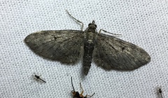 Eupithecia fletcherata