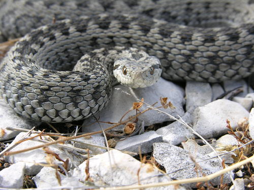 Meadow Viper, Alpes-Maritimes, Provence-Alpes-Côte d'Azur, FR, photo 8 of 10
