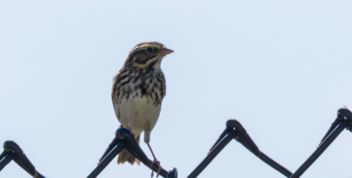 Savannah Sparrow photograph by the iNaturalist community