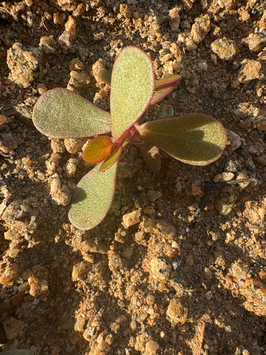 Common Purslane photograph by the iNaturalist community