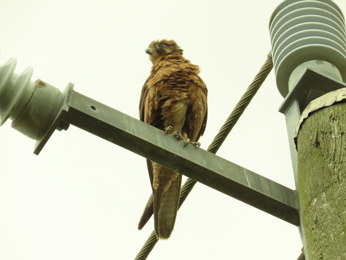 Falco berigora observed 2026-10-23