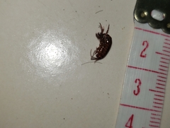 Arcitalitrus sylvaticus