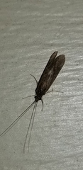 Annulipalpia