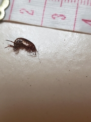 Arcitalitrus sylvaticus