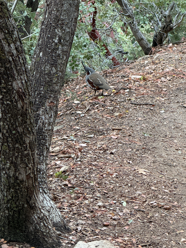 Oreortyx pictus observed 2026-10-23