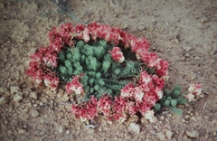 Lechenaultia macrantha