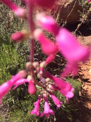 Penstemon utahensis