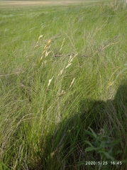 Helictotrichon desertorum