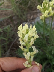 Oxytropis campestris