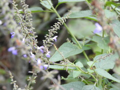 Salvia urolepis