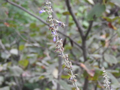 Salvia urolepis