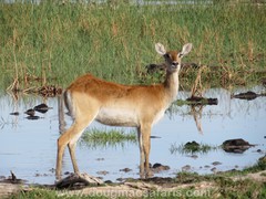 Lechwe photo 5