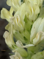 Oxytropis campestris