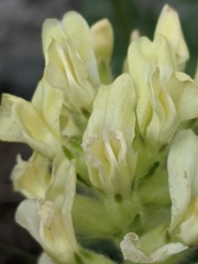 Oxytropis campestris