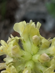 Oxytropis campestris