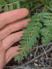 Oxytropis campestris