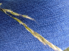 Helictotrichon desertorum