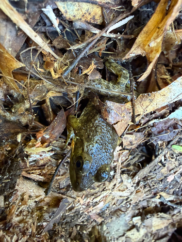 American Bullfrog photograph by the iNaturalist community