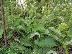 Magnoliopsida